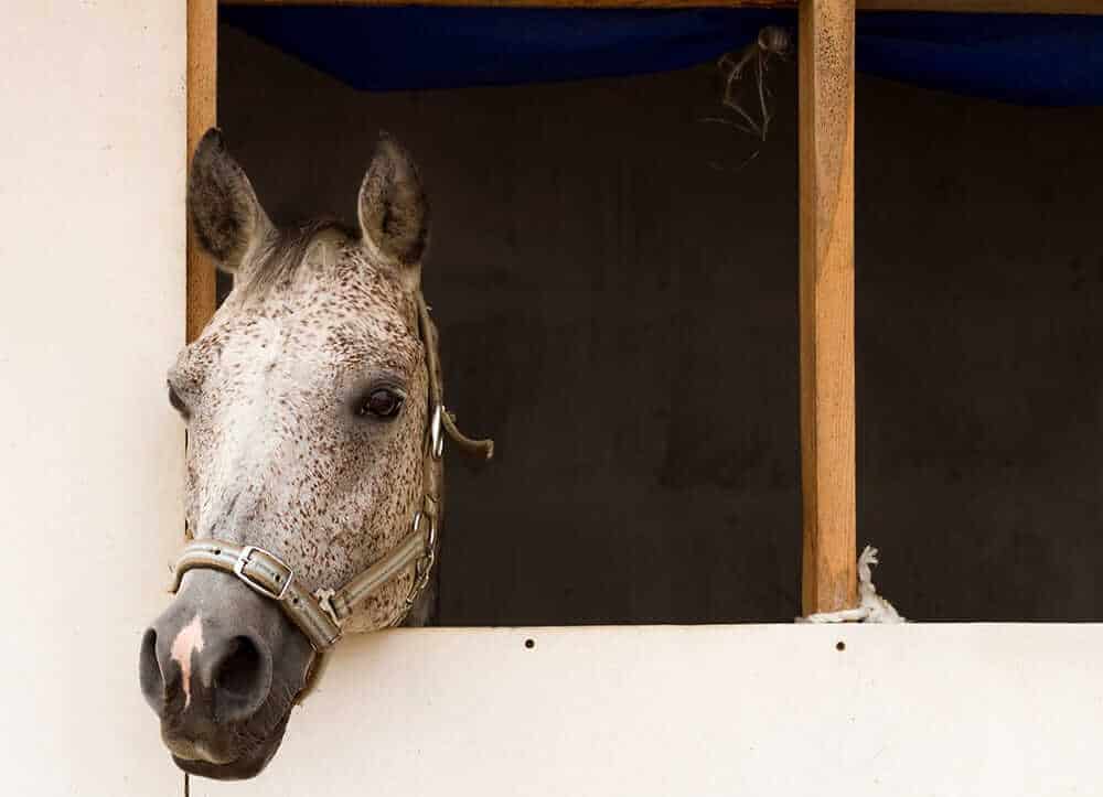 horse looks out of stall box