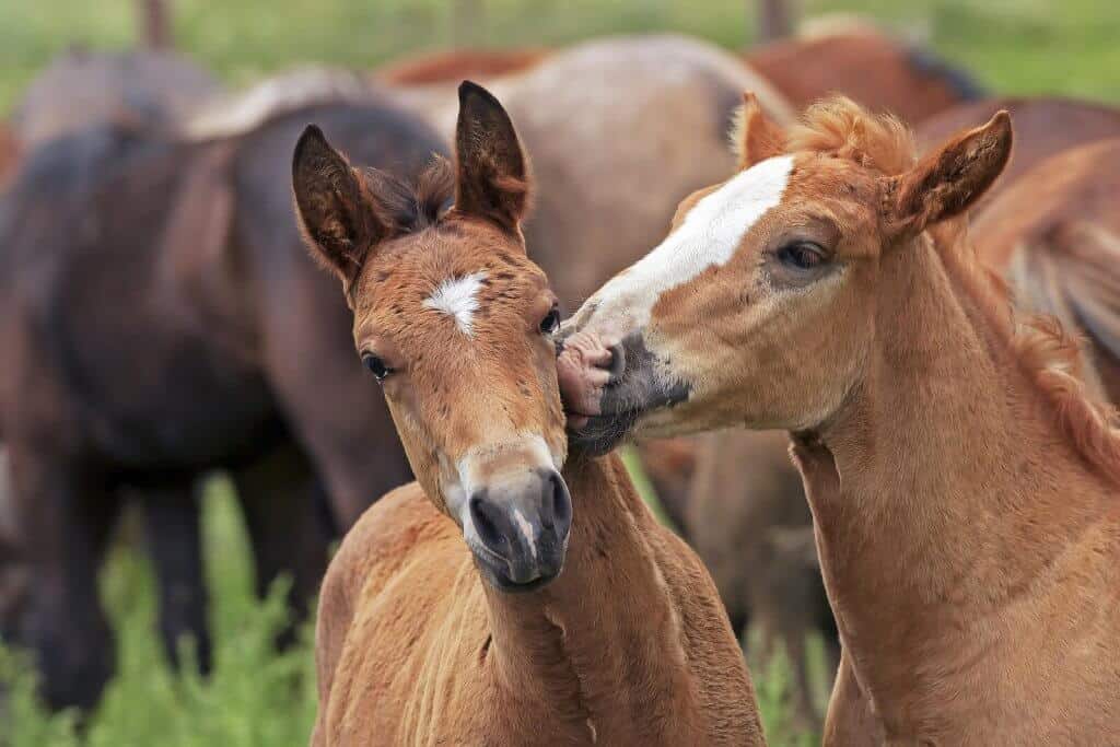 Two horses together