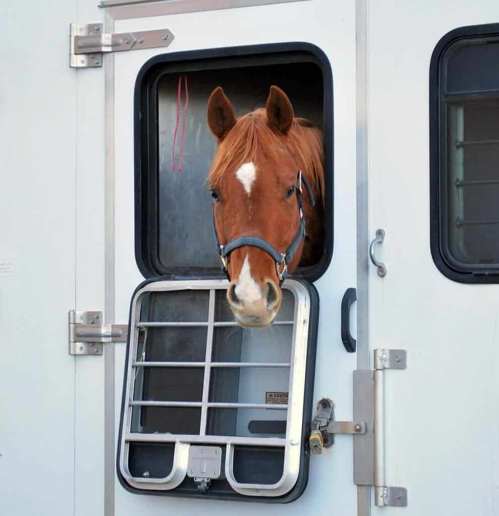 Horse looking out of horsebox